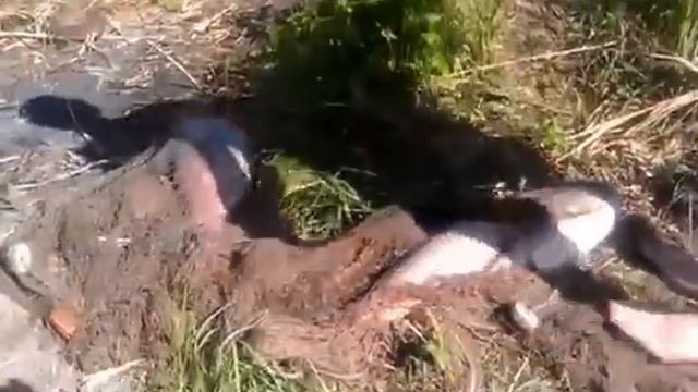 Рыбалка у кума в пруду смотреть онлайн