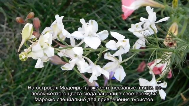 О пляжном отдыхе в Португалии: когда хорошо ехать отдыхать сезон