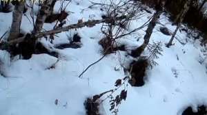 ЖЕСТЬ!ОХОТА НА МЕДВЕДЯ В ОДИНОЧКУ 17г.Берлога 500м от дома!