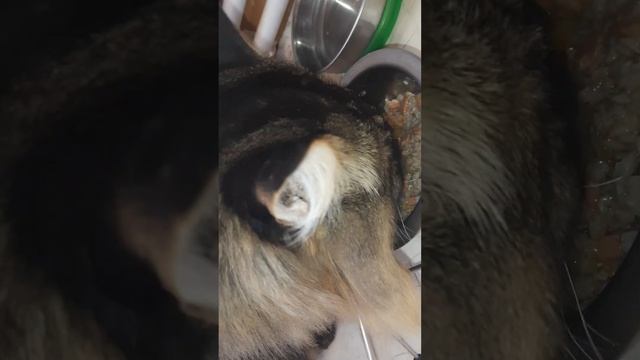 Завтрак кота, д-216 Гречневые хлопья, влажный лечебный корм для кошек с хпн смотреть онлайн