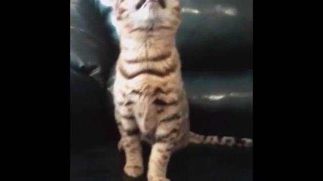 Chausie f2 cats Котята чаузи от камышового кота смотреть онлайн