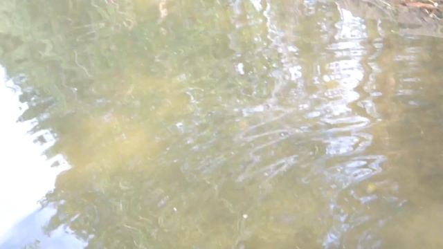 Зарыбление Крупным Карпом сектора Б водоема Калиновский разрез смотреть онлайн