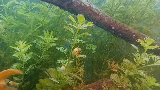 Золотые рыбки,мальки (кормление?)) смотреть онлайн