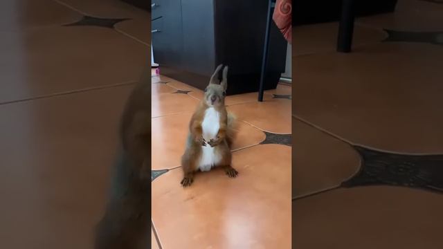 Тик ток про животных / тик ток животные / смешные животные / приколы / тренды тик ток / белка / смотреть онлайн