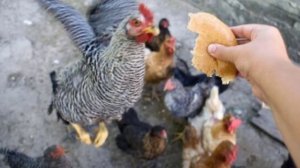 Можно ли давать курам хлеб