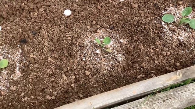 Как защитить капусту от бабочек и слизней. Инструменты которые помогают в саду. смотреть онлайн