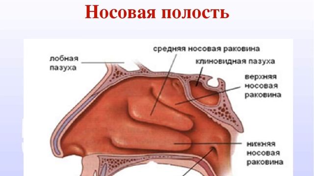 10 УДИВИТЕЛЬНЫХ ФАКТОВ О ТЕЛЕ ЧЕЛОВЕКА, О КОТОРЫХ ЗНАЮТ НЕ ВСЕ смотреть онлайн