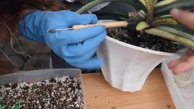 GASTERIA BATESIANA VARIEGATED | PAANO MAGPARAMI NG GASTERIA | LOVEKYE 8 смотреть онлайн