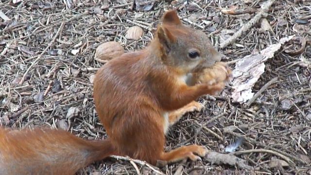 Белочка раскусывает грецкий орех 26.07.11 смотреть онлайн