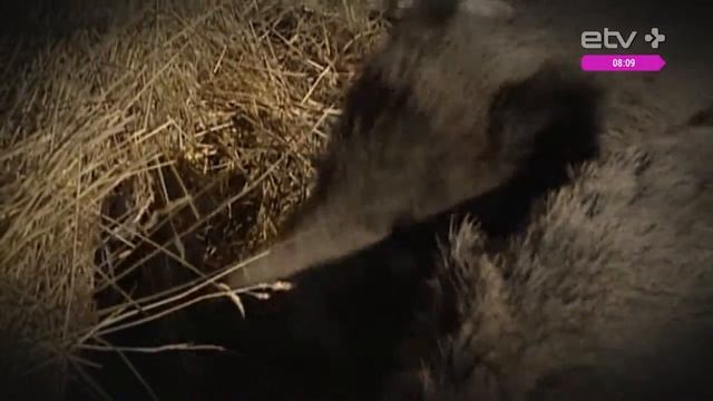 "Лесная свинка - настоящая свинья!" Катерина Песоцки смотреть онлайн