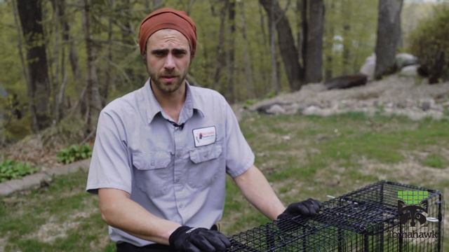Positive Set Raccoon Trap + Blind Set Raccoon Trap смотреть онлайн