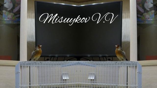 Пение гибрида щегла и канарейки. Singing hybrid of goldfinch and canary. смотреть онлайн