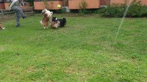 ШЕЛТИ ВСЕ О ПОРОДЕ. ИНТЕРЕСНЫЕ ФАКТЫ