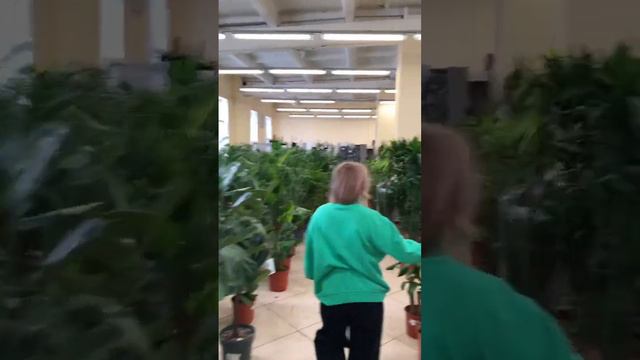 полный обзор уже у меня на канале 💚 #plants #цветочныйвлог #shortvideo смотреть онлайн