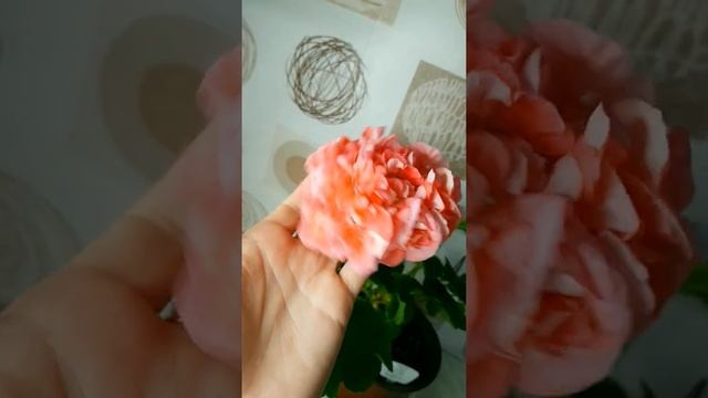 Видео обзор пеларгонии сорта № 468 Brocade Salmon Night