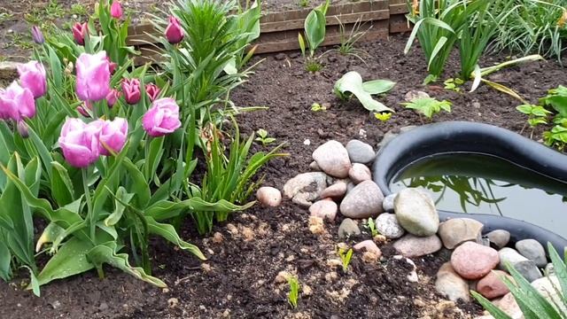 Чем подкормить Лилии весной? смотреть онлайн