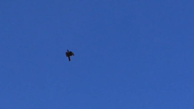 Голубям стоит взлететь нападают хищники. Pigeons should take off and are attacked by a predator смотреть онлайн