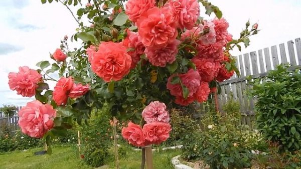 роза штамбовая Розариум Ютерсен (Rosarium Uetersen)Кордес 1977