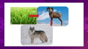 Естествознание. 4 класс. Как образуются пищевые цепи /19.10.2020/