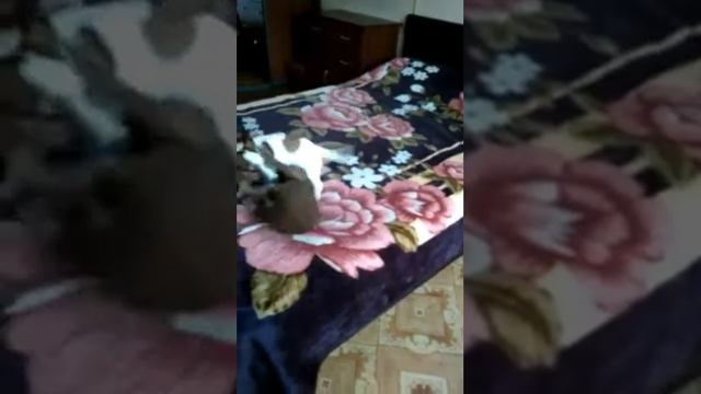 Джек Рассел vs Ориентальная кошка смотреть онлайн