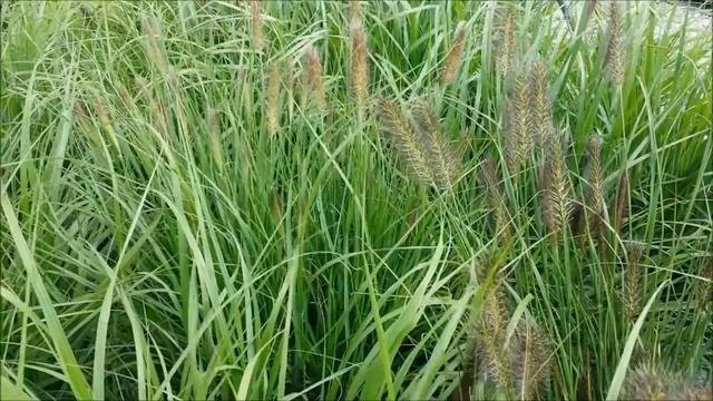 Best Ornamental Grasses - Pennisetum 'Red Head' (Fountain Grass)