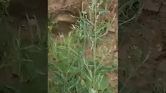 3 Холм, Камни - странные балки, странные ступени смотреть онлайн