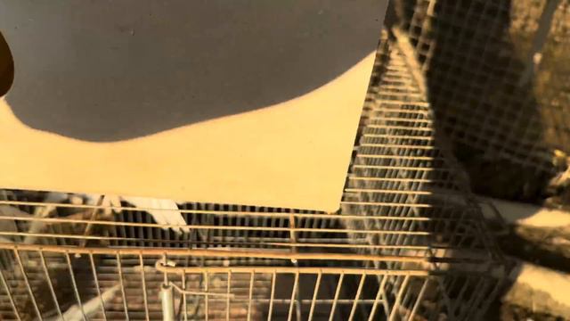 Vamos fazer uma colônia de calopsitas | Pavão fujão | Aves Recriar смотреть онлайн