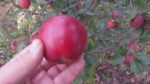 Яблоня сорт зимний Ред Дeлишес (Apple Red Delicious)