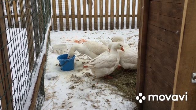 Иду Гусей кормить Капустой и сама накуталась как Капуста/ Витамины гусям перед яйцекладкой смотреть онлайн