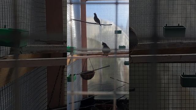 голос калифорнийский перепел # голосаптиц #пение птиц смотреть онлайн