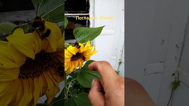 Погладил Пчелу смотреть онлайн