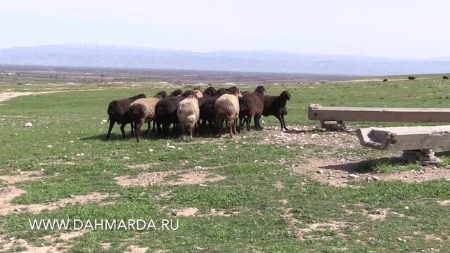 Элитные гиссарские овцы Таджикистана, Племзавод Гиссар , Фархор
