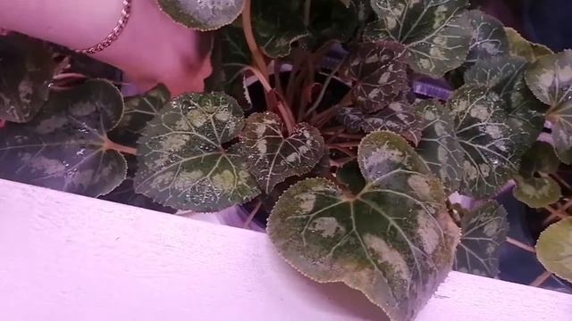 Цикламены. (Cyclamen) Уход летом. 2 часть. смотреть онлайн