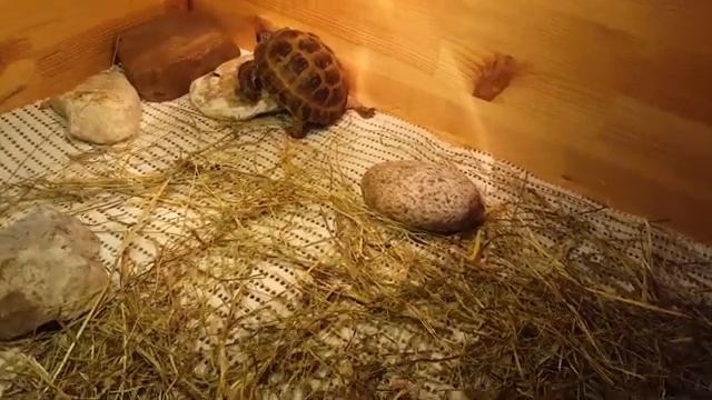 Как содержать сухопутную черепаху смотреть онлайн