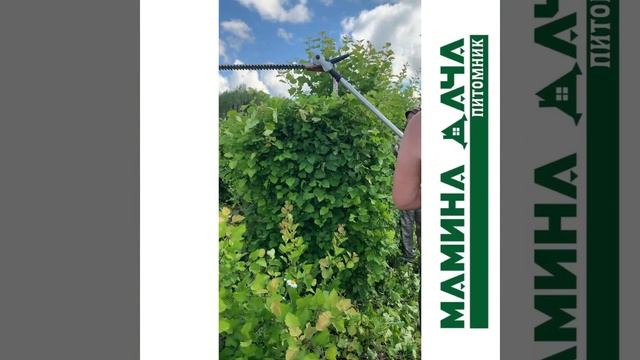 Стрижка блоков живой изгороди из боярышника полумягкого смотреть онлайн