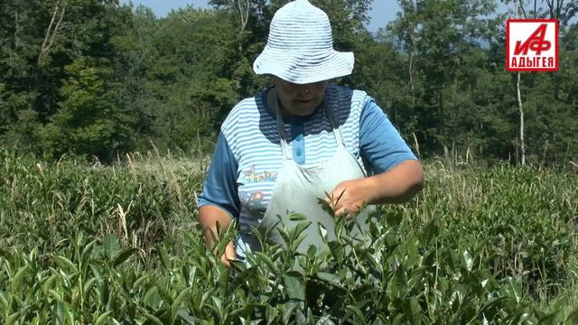 На чайных плантациях Адыгеи идёт сбор урожая смотреть онлайн