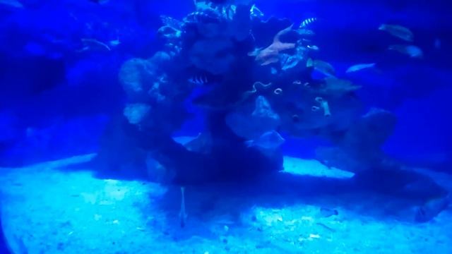 Grand Aquarium Hurgada океанариум в Хургаде смотреть онлайн