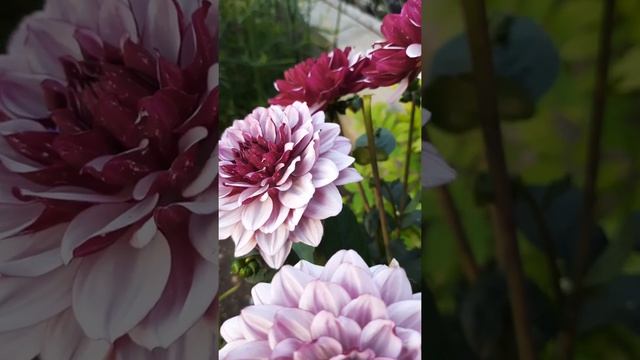 #shorts георгин Крем де Кассис