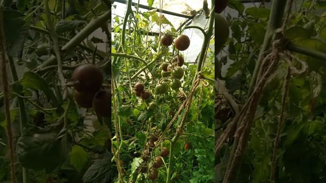 Томат "Черный жемчуг" #Черный_жемчуг смотреть онлайн