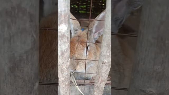 Ушастик #кролик