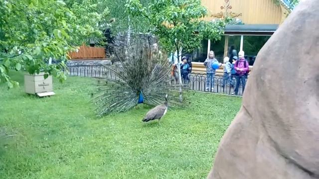 Павлин раскрыл хвост. Зоопарк ЛИМПОПО смотреть онлайн