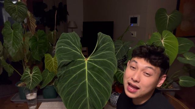 Philodendron Splendid Care, And Tips #philodendron #plantcare #plants