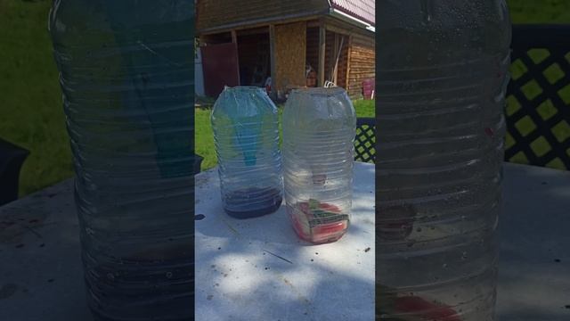 Ловушка для ос