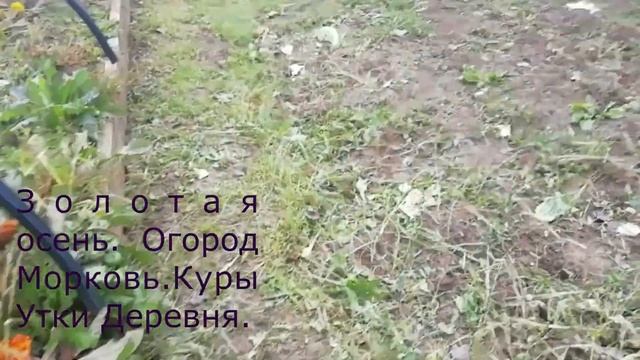 ?Утренний обход огорода/Осень 2021 г???./Выкопала морковь???/???? смотреть онлайн