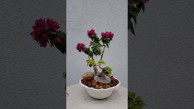 Bougainvillea Bonsai смотреть онлайн