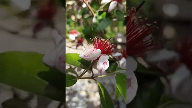 Цветение фейхоа смотреть онлайн