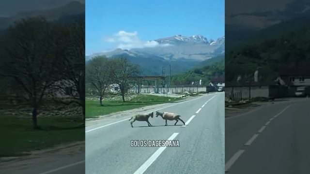 Два барана бодаются прямо на дороге в горах Дагестана смотреть онлайн