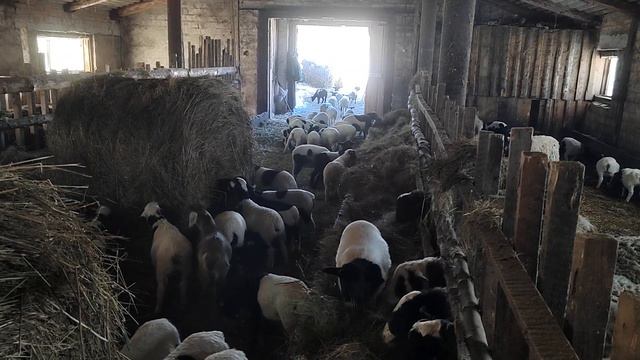 С ПЕРВОГО АПРЕЛЯ НАЧИНАЕТСЯ ПРОДАЖА БАРАНЧИКИ ДОРПЕР🐑🐑 смотреть онлайн