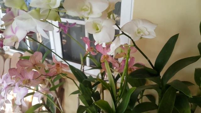 Verandah! Dendrobium blooms you've never seen before смотреть онлайн