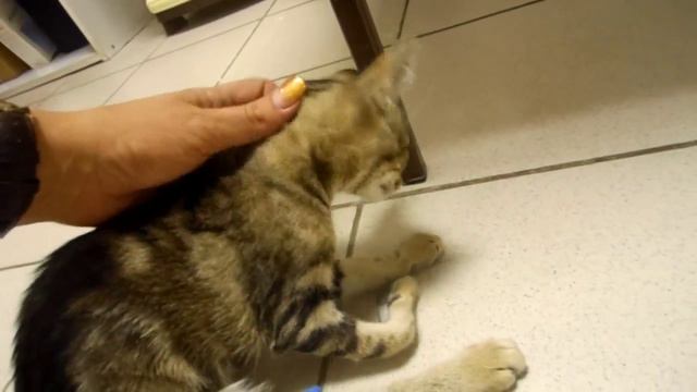 Кошечка с рынка. смотреть онлайн